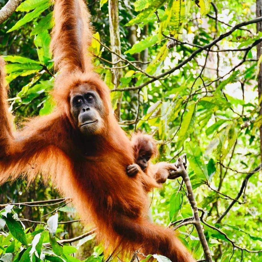 Fun Family Guest House N Jungle Tour Bukit Lawang Luaran gambar