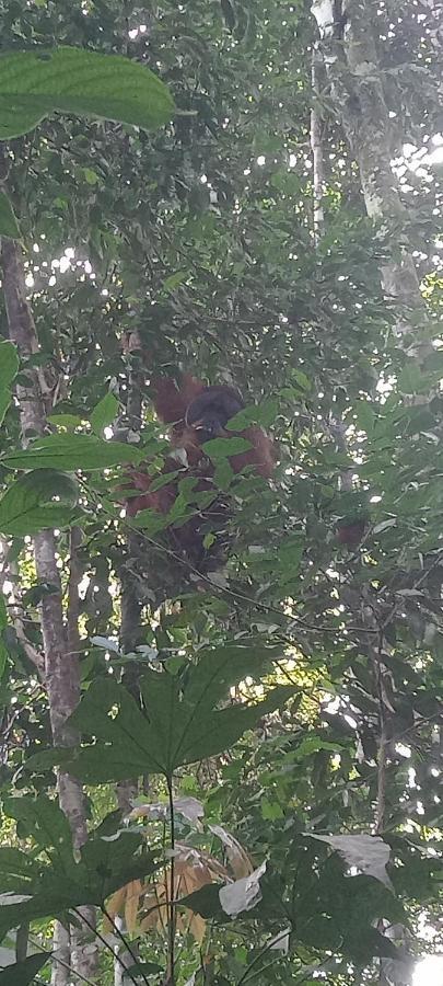 Fun Family Guest House N Jungle Tour Bukit Lawang Luaran gambar